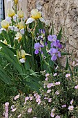 BLUE AND YELLOW BEARDED IRIS, MIX