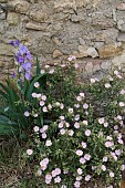 BEARDED IRIS AND CISTUS BY A STONE WALL