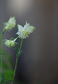 AQUILEGIA VULGARIS WHITE BARLOW