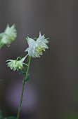 AQUILEGIA VULGARIS WHITE BARLOW