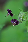 GERANIUM PHAEUM VAR. LIVIDUM