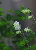 AQUILEGIA VULGARIS WHITE BARLOW