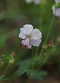 GERANIUM X CANTABRIGIENSE BIOKOVO