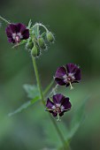 GERANIUM PHAEUM VAR. LIVIDUM