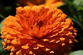 CALENDULA FLOWER