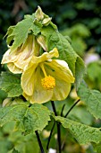 ABUTILON LEMON QUEEN