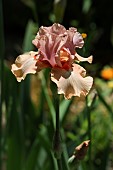 BEARDED IRIS IN FLOWER