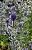 ERYNGIUM BLUE HOBBITT