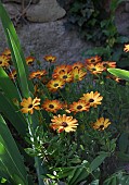 YELLOW OSTEOSPERMUM IN FLOWER