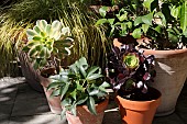 AEONIUM, HELLEBORUS ARGUTIFOLIUS AND CAREX LEMON IN POTS