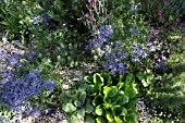 ERYNGIUM PICOS BLUE  BERGENIA BABY DOLL AND EUPHORBIA FENS RUBY