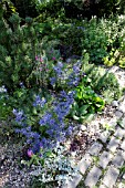 ERYNGIUM PICOS BLUE IN GRAVEL GARDEN