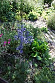 ERYNGIUM PICOS BLUE  BERGINIA BABY DOLL AND EUPHORBIA FENS RUBY