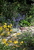 HEMEROCALLIS CORKY WITH ERYNGIUM PICOS BLUE