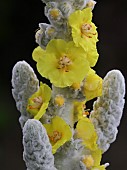 VERBASCUM THAPSUS