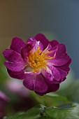 ROSA VEILCHENBLAU