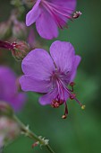 GERANIUM MACULATUM