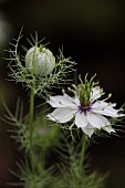 NIGELLA DAMASCENA