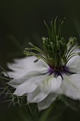 NIGELLA DAMASCENA