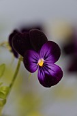 DARK PURPLE VIOLA