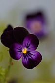 DARK PURPLE VIOLA