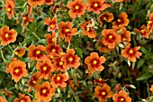 HELIANTHEMUM COPPERNOB