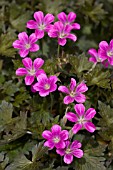 GERANIUM BUCKLAND BEAUTY