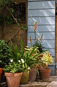 FOXGLOVES, AEONIUM AND SOLANUM IN POTS BY A WINDOW SHUTTER