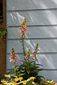 FOXGLOVES, AEONIUM AND SOLANUM IN POTS BY A WINDOW SHUTTER