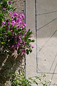 BOUGAINVILLEA ON AN ANCIENT SUNDIAL