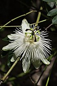 PASSIFLORA SNOW QUEEN