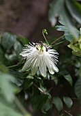 PASSIFLORA SNOW QUEEN