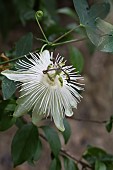 PASSIFLORA SNOW QUEEN