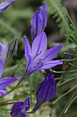 TRITELEIA LAXA