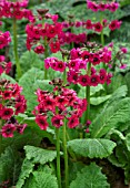 PRIMULA JAPONICA MILLERS CRIMSON