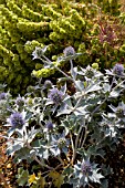 ERYNGIUM MARITIMUM