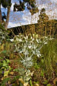 ERYNGIUM GIGANTEUM MISS WILLMOTTS GHOST