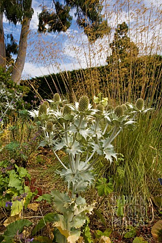 ERYNGIUM_GIGANTEUM_MISS_WILLMOTTS_GHOST