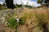 STIPA TENUISSIMA AND ERYNGIUM