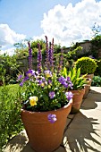 VIOLA AND SALVIA IN A LARGE POT