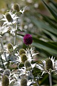 ALLIUM SPAEROCEPHALON AND ERYNGIUM