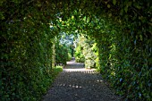 AN IVY CLAD TUNNEL AT EAST RUSTON OLD VICARAGE GARDEN