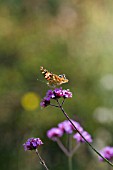 PAINTED LADY BUTTERFLY ON VERBENA BONARIENSIS