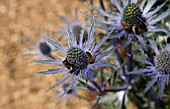 HONEY BEES ON ERYNGIUM