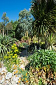 THE DESERT WASH GARDEN IN SUMMER AT EAST RUSTON OLD VICARAGE GARDEN