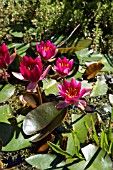 WATER LILLIES AT EAST RUSTON OLD VICARAGE IN THE EXOTIC GARDEN