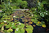WATER LILLIES AT EAST RUSTON OLD VICARAGE IN THE EXOTIC GARDEN