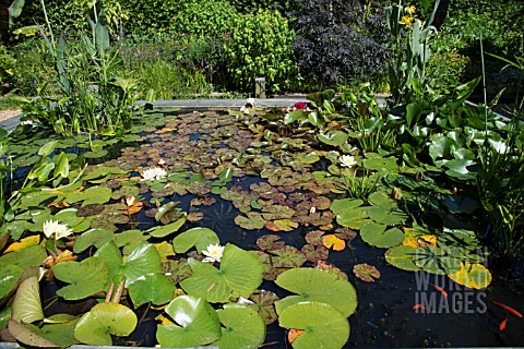 WATER_LILLIES_AT_EAST_RUSTON_OLD_VICARAGE_IN_THE_EXOTIC_GARDEN