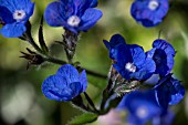 ANCHUSA LODDON ROYALIST