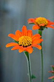 TITHONIA ROTUNDAFOLIA TORCH